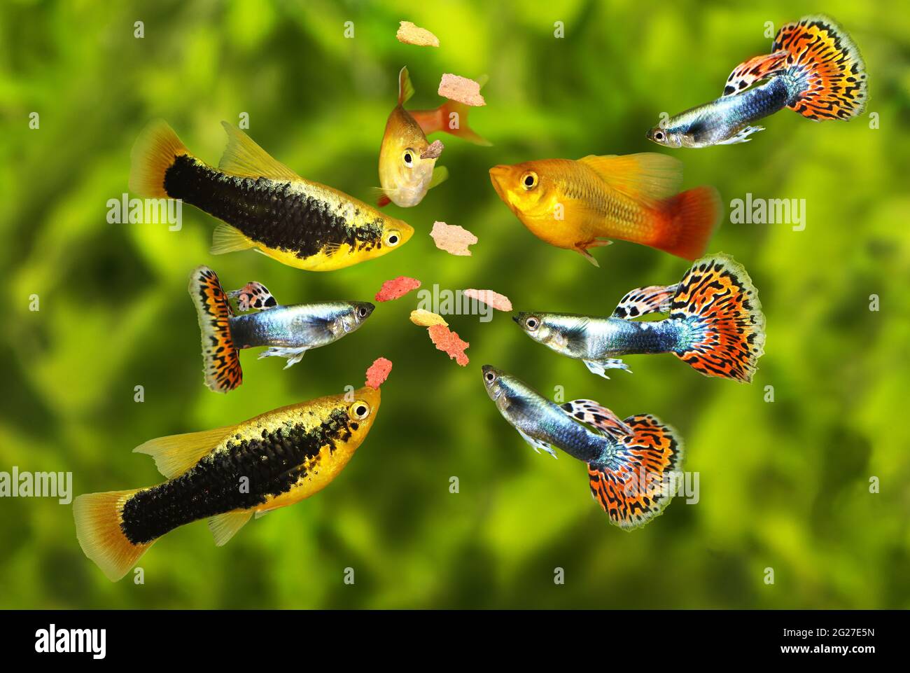 Feeding aquarium fish eating flake food swarm feeding tetra aquarium fish  Stock Photo - Alamy