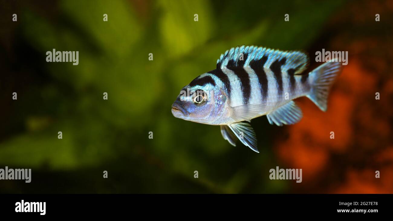 Kenyi or Kennyi cichlid Maylandia lombardoi aquarium fish Stock Photo