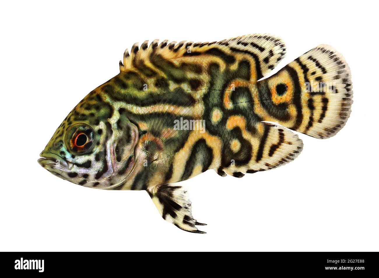 Tiger Oscar Cichlid Astronotus ocellatus aquarium fish Stock Photo