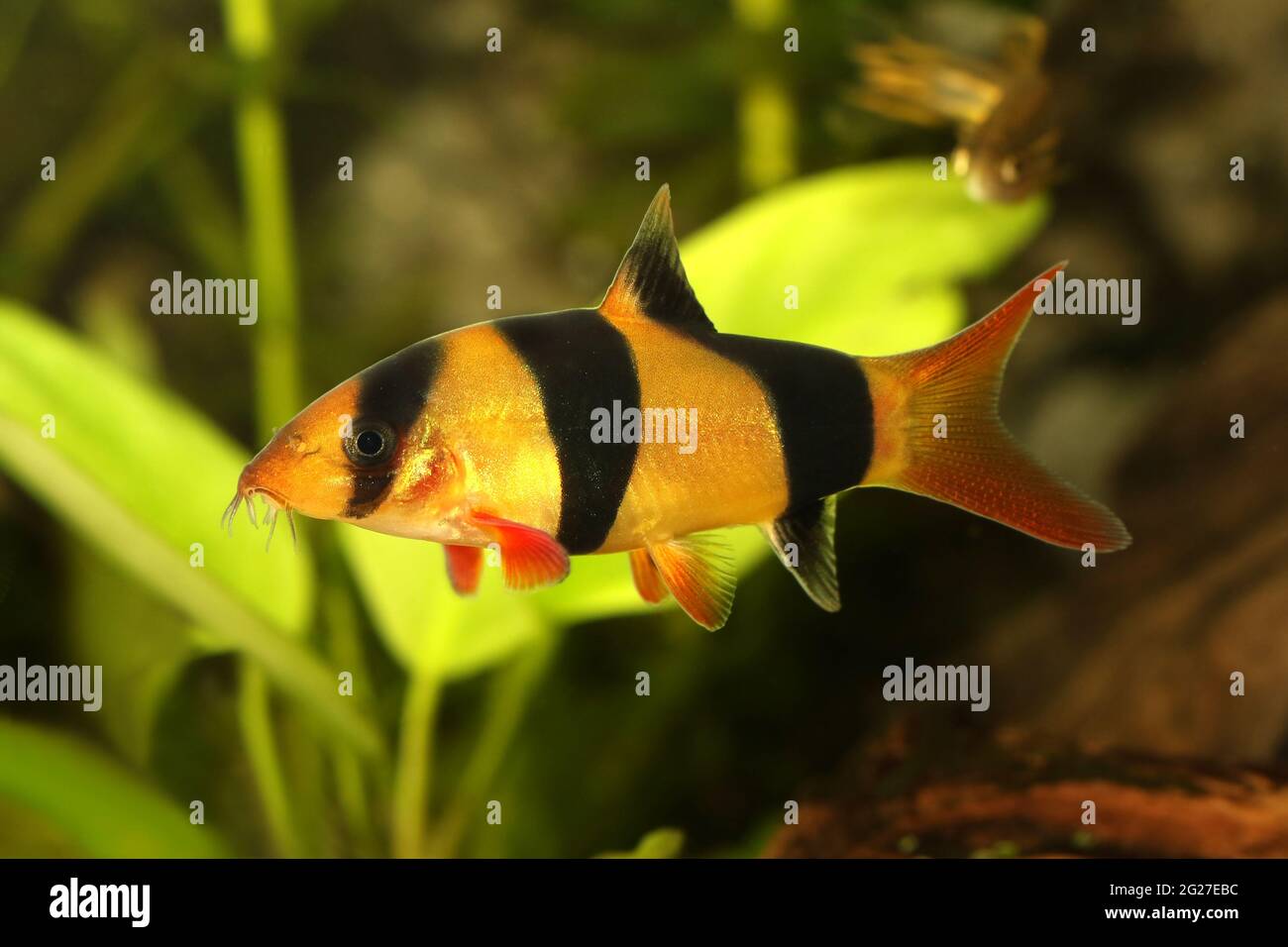 Clown loach tiger botia catfish Botia macracanthus aquarium fish Stock Photo