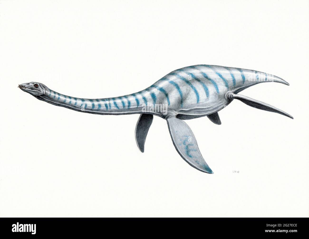 Plesiosaurus aquatic reptile, side view on white background Stock Photo ...
