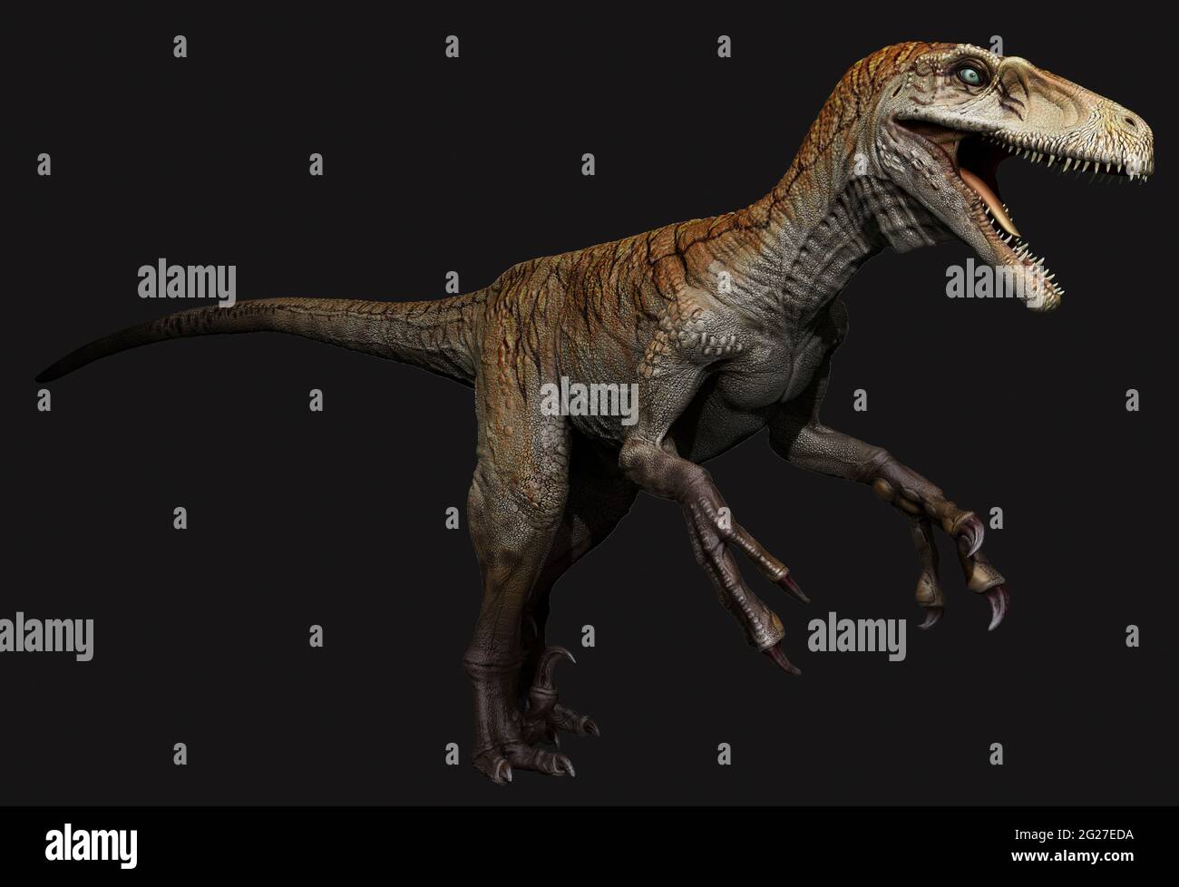 Utahraptor dinosaur, side view on black background. Stock Photo