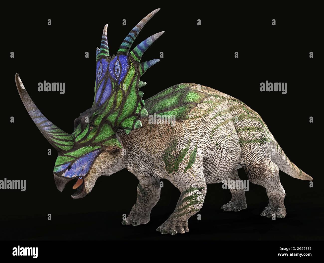 Styracosaurus dinosaur with colorful neck frill. Stock Photo