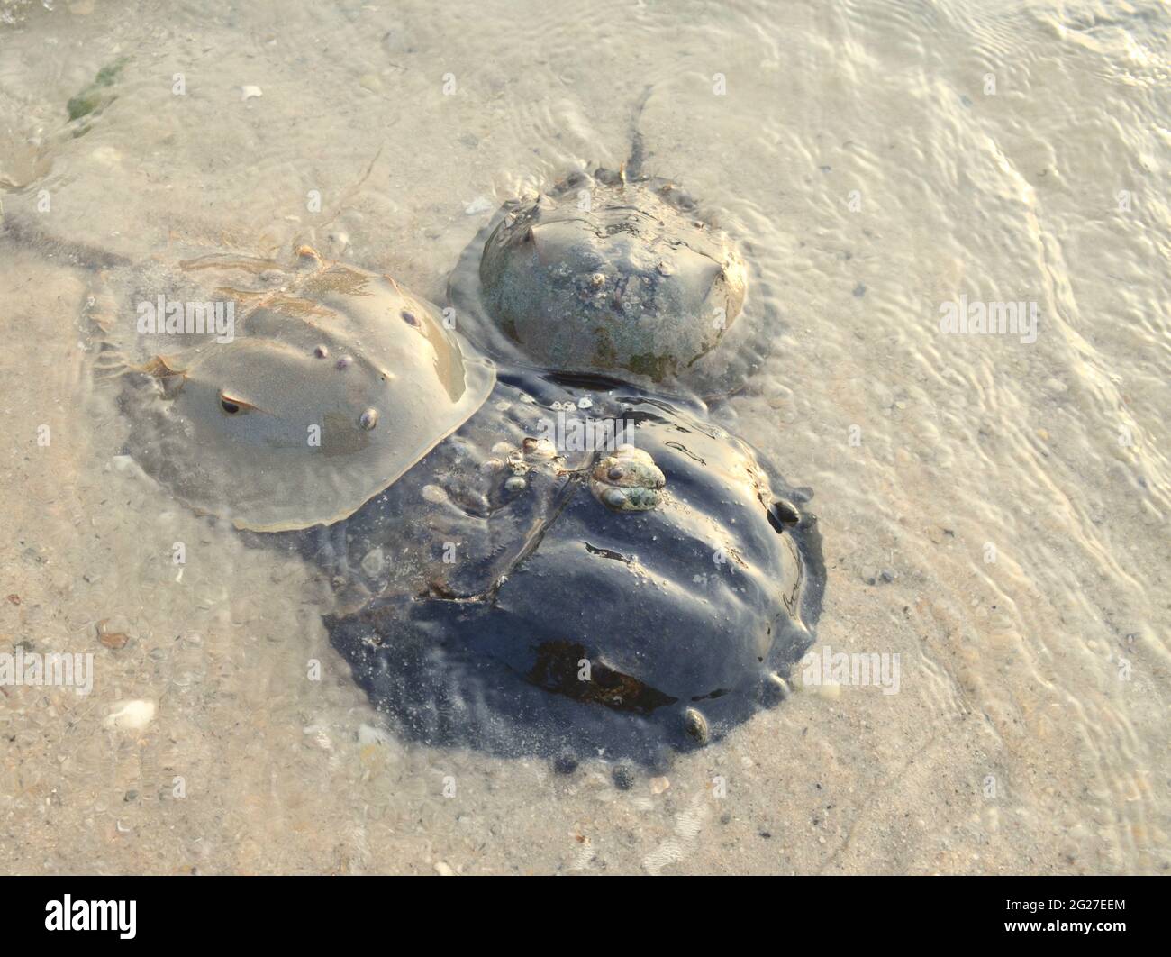 Horseshoe crabs (Limulus polyphemus) mating in the month of June.  Setauket Harbor, New York, USA. Stock Photo