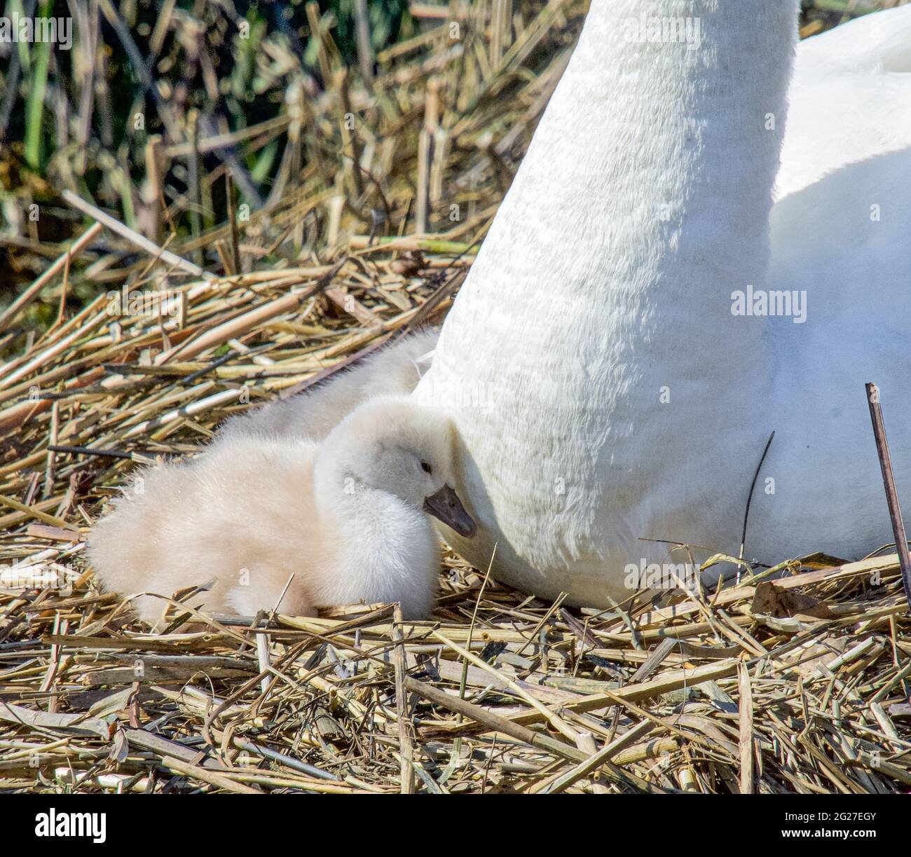 A sleepy Mute Swan cygnet (Cygnus color) leans against the base of her mother's neck. Closeup. Copy Space. Stock Photo