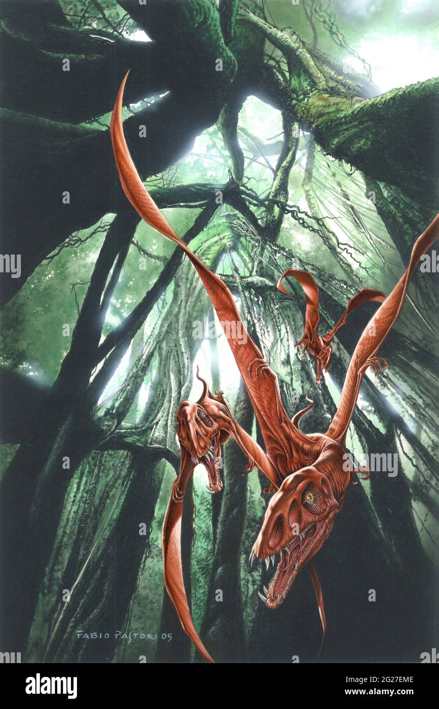 Canopy understory hires stock photography and images Alamy