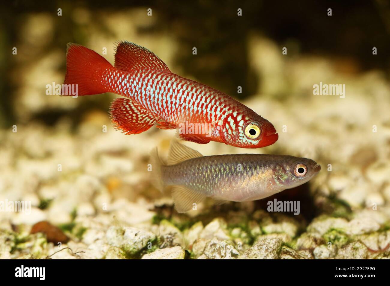 Kisaki Killifish Nothobranchius flammicomantis Killi aquarium fish Stock Photo