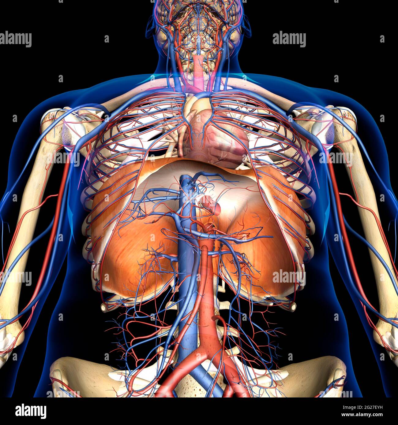 3D rendering of diaphragm anatomy with circulatory system, on black background. Stock Photo