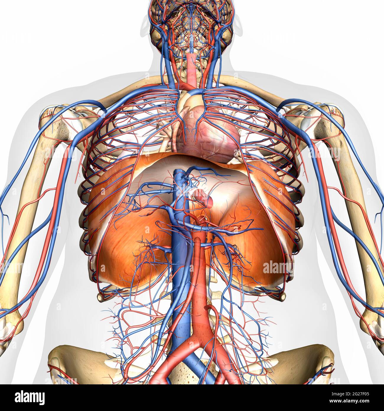3D rendering of diaphragm anatomy with circulatory system, on