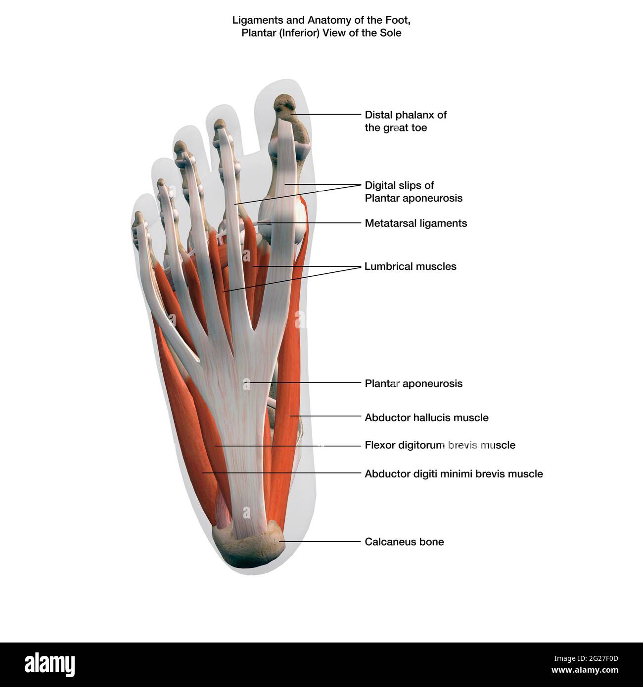 Ligaments and muscles of the human foot, planar view of the sole with labels. Stock Photo