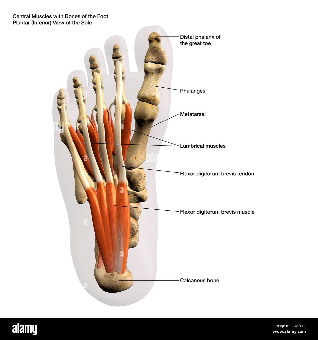 3D rendering of the central muscles and bones of the human foot, with labels. Stock Photo