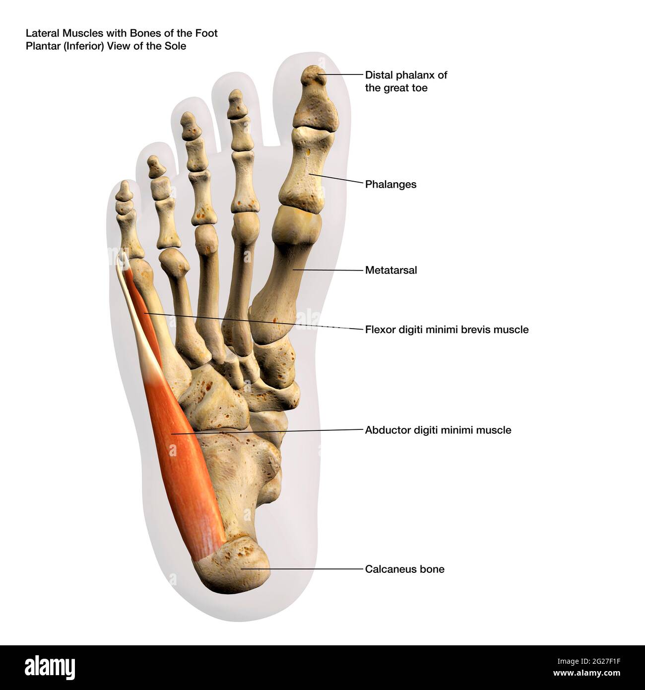 3D rendering of lateral muscles and bones of the human foot, with labels. Stock Photo