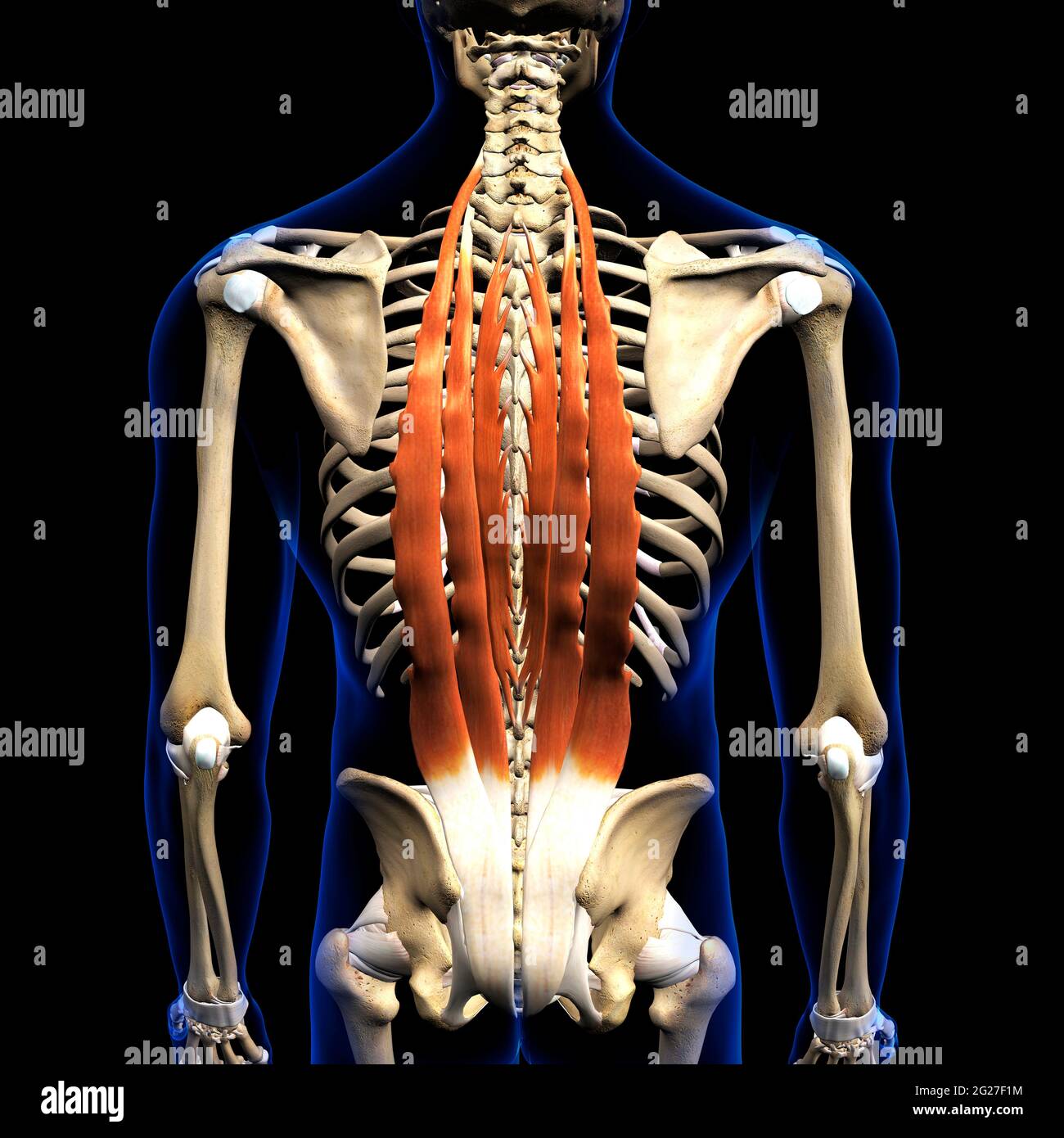 The erector spinae muscles of the human back with skeletal anatomy, on black background. Stock Photo