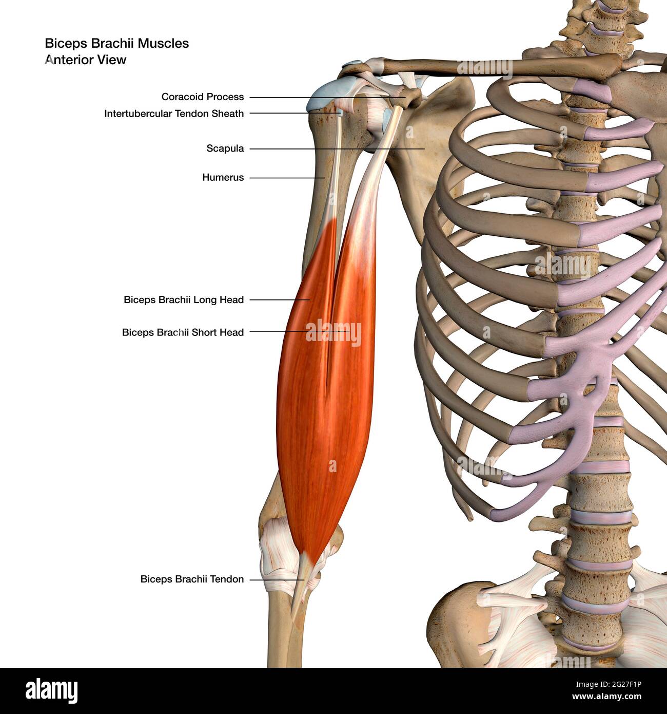 3D rendering of biceps brachii muscles isolated in anterior view with lables. Stock Photo
