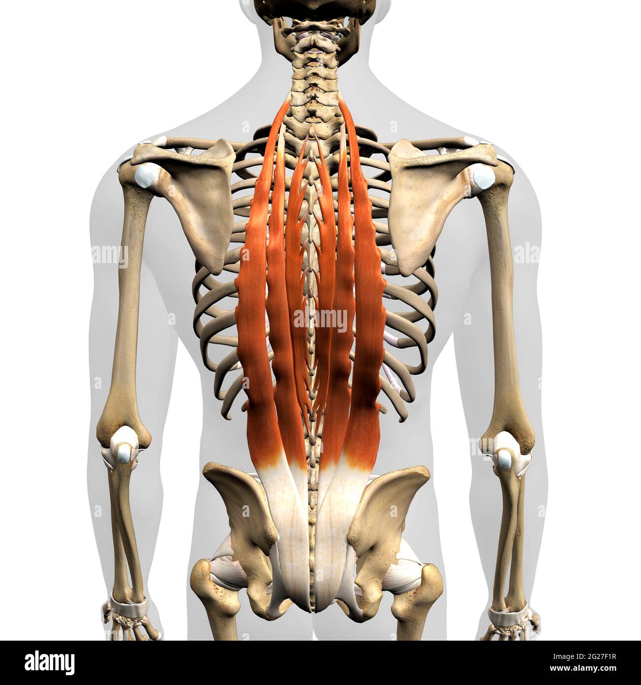 The erector spinae muscles of the human back with skeletal anatomy, on white background. Stock Photo