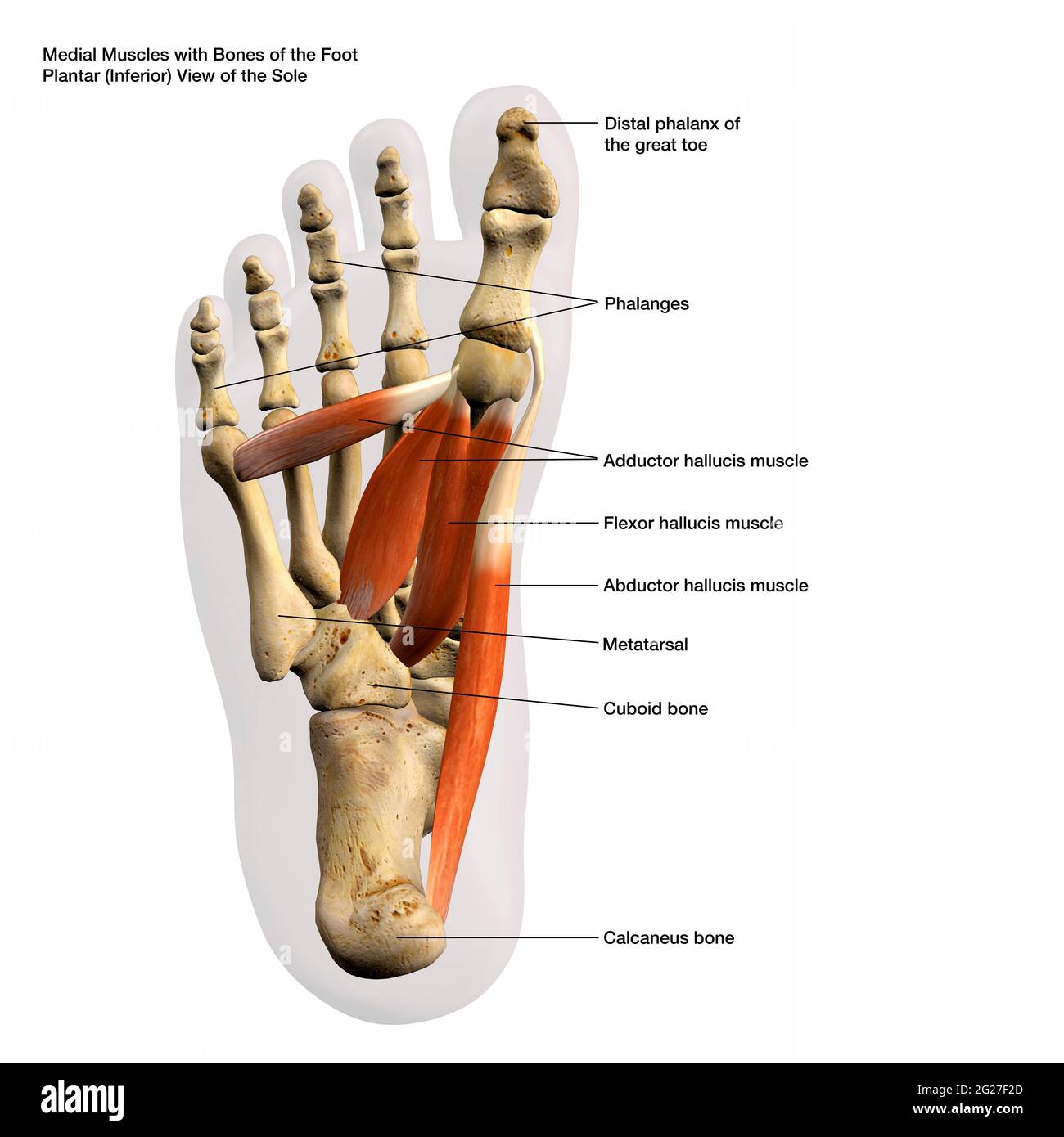 3D rendering of the medial muscles and bones of the human foot, with labels. Stock Photo