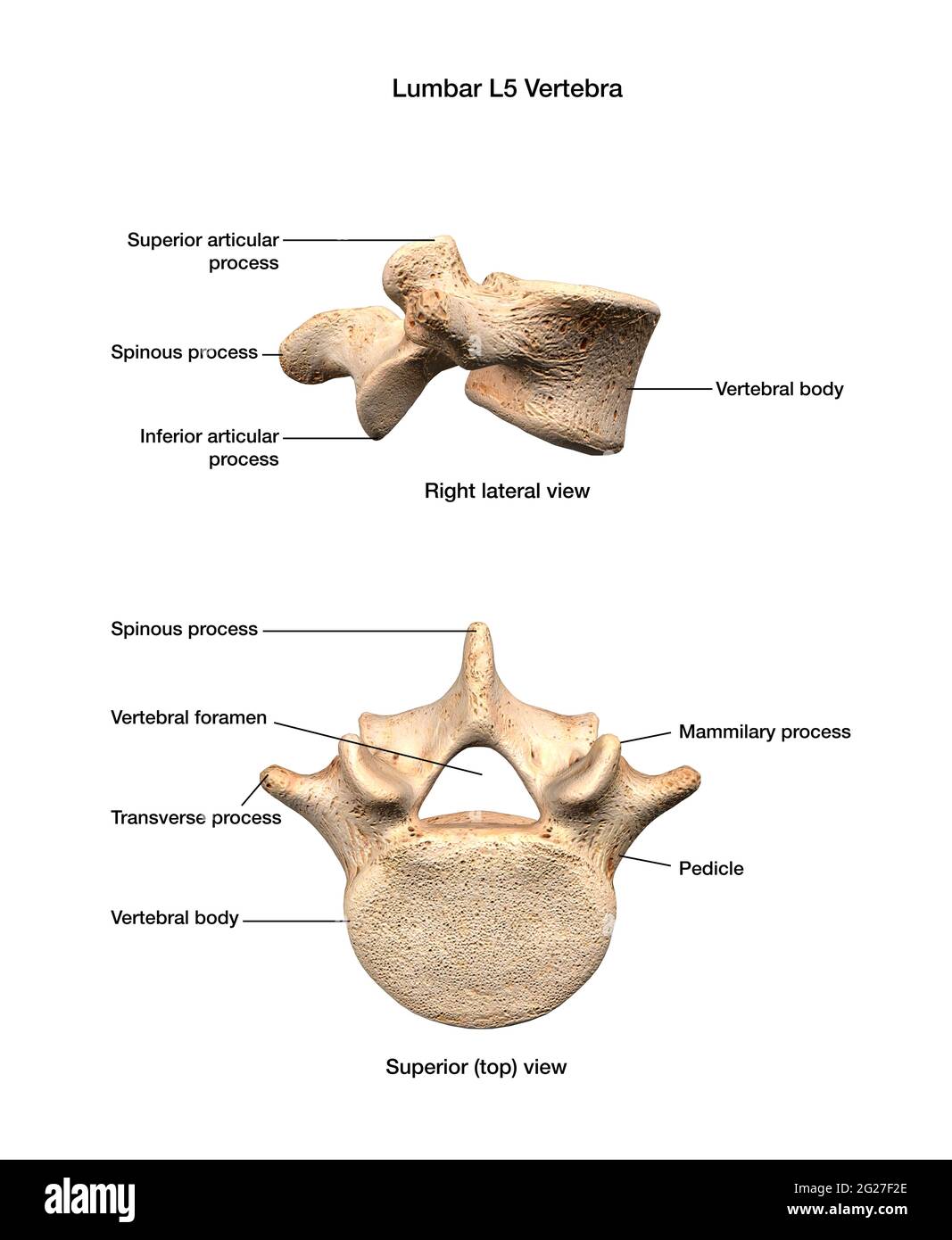Side and top view of the lumbar L5 vertebra, with labels. Stock Photo