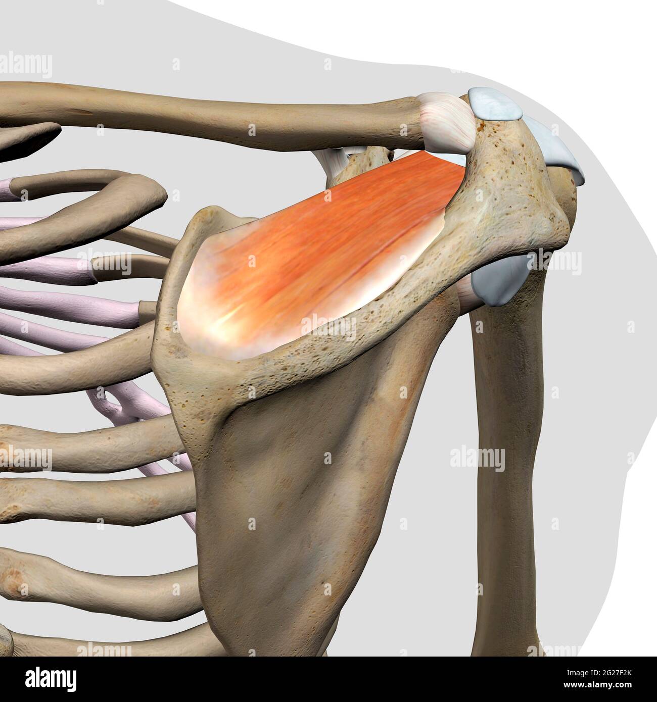 Supraspinatus tendon hi-res stock photography and images - Alamy