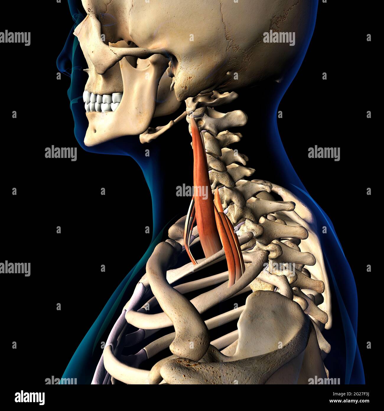 Scalene neck muscles Isolated within skeletal system, on black background. Stock Photo