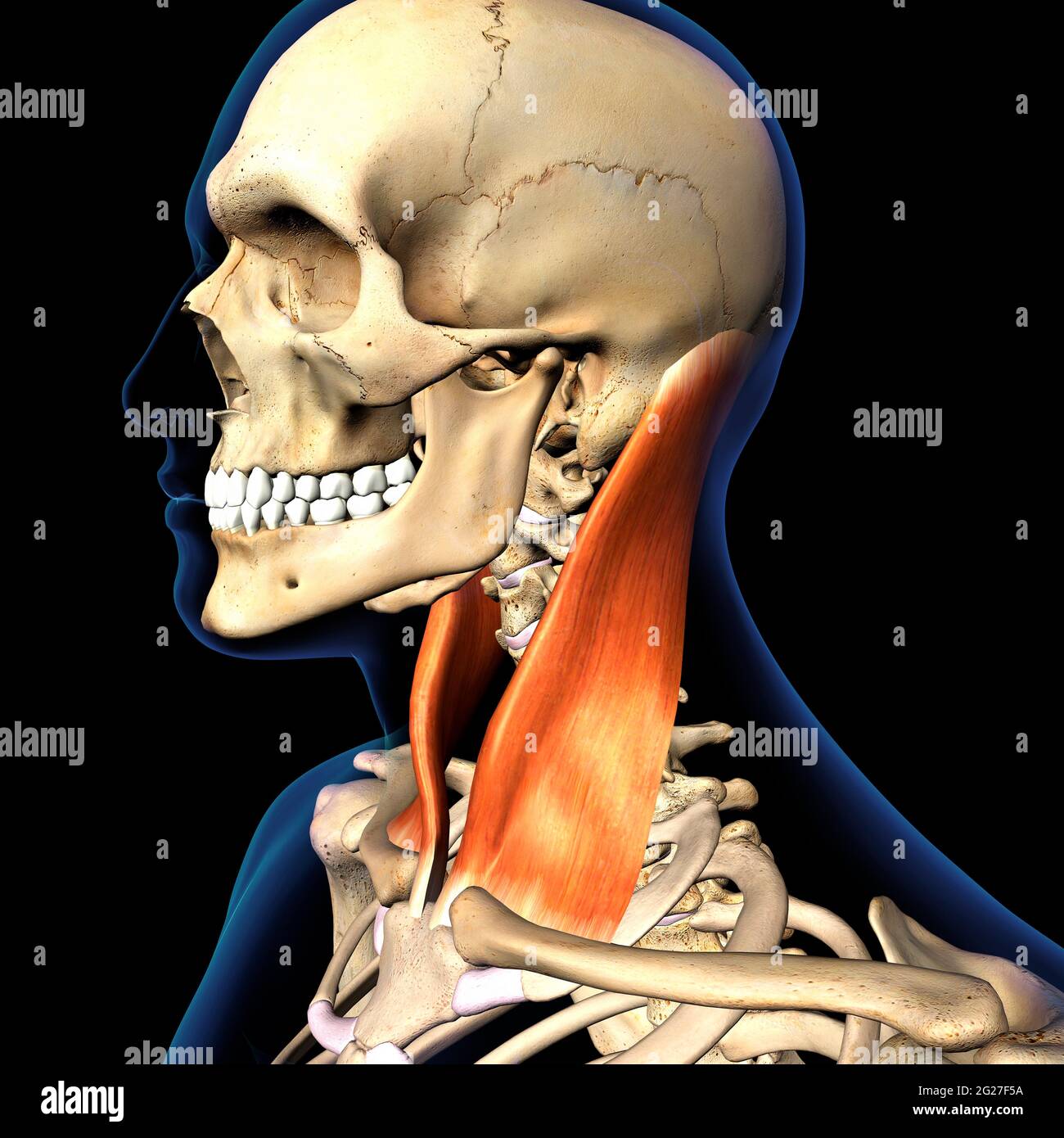 The Sternocleidomastoid neck muscle isolated within skeletal system, on black background. Stock Photo