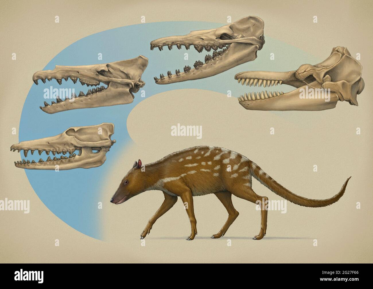 Indohyus and the transition of cetaceans from land to sea. Stock Photo