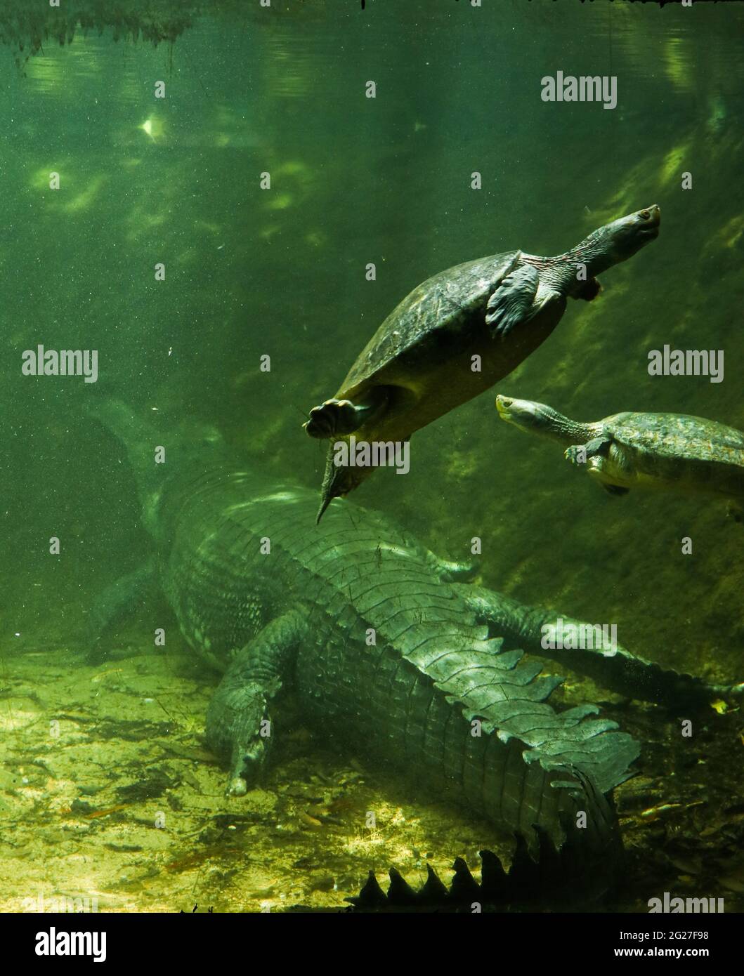 photo taken from a reptile zoo of a crocodile and turtles in a  green aquarium coexisting with each other Stock Photo