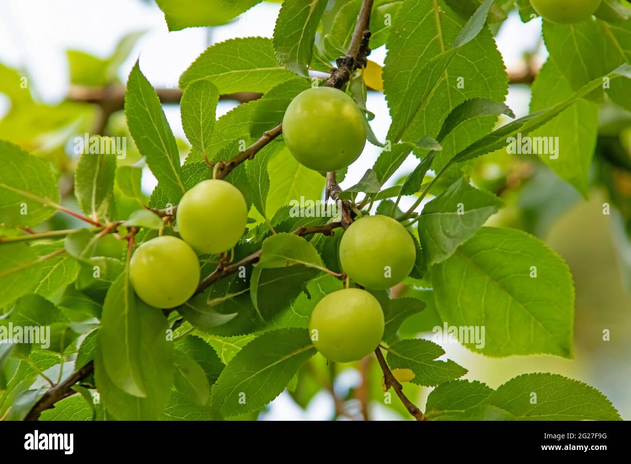 plum tree and green plums with green leaves Stock Photo Alamy