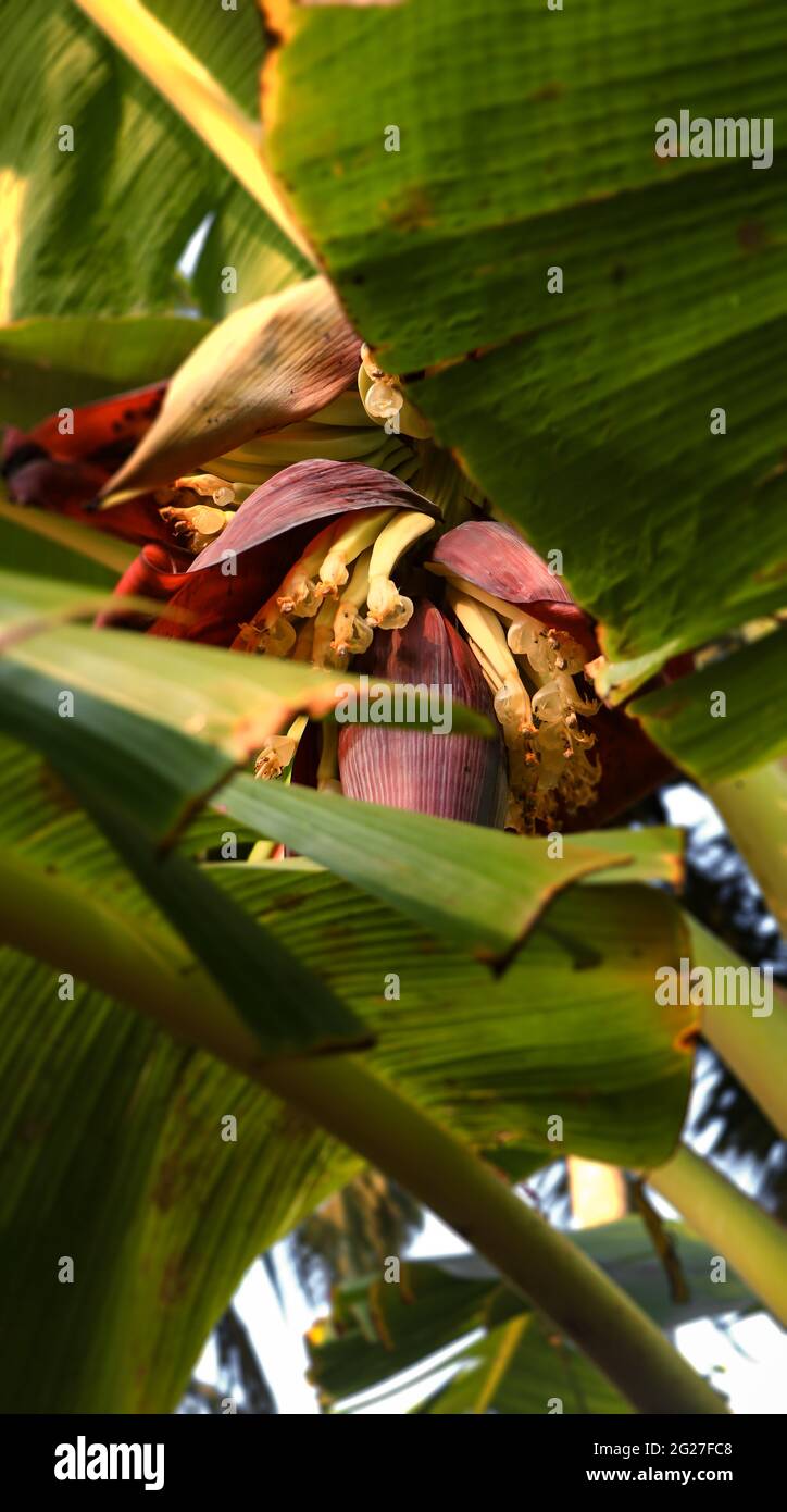 photo of a large beautiful flower of a banana plant seen partly between banana leaves Stock Photo