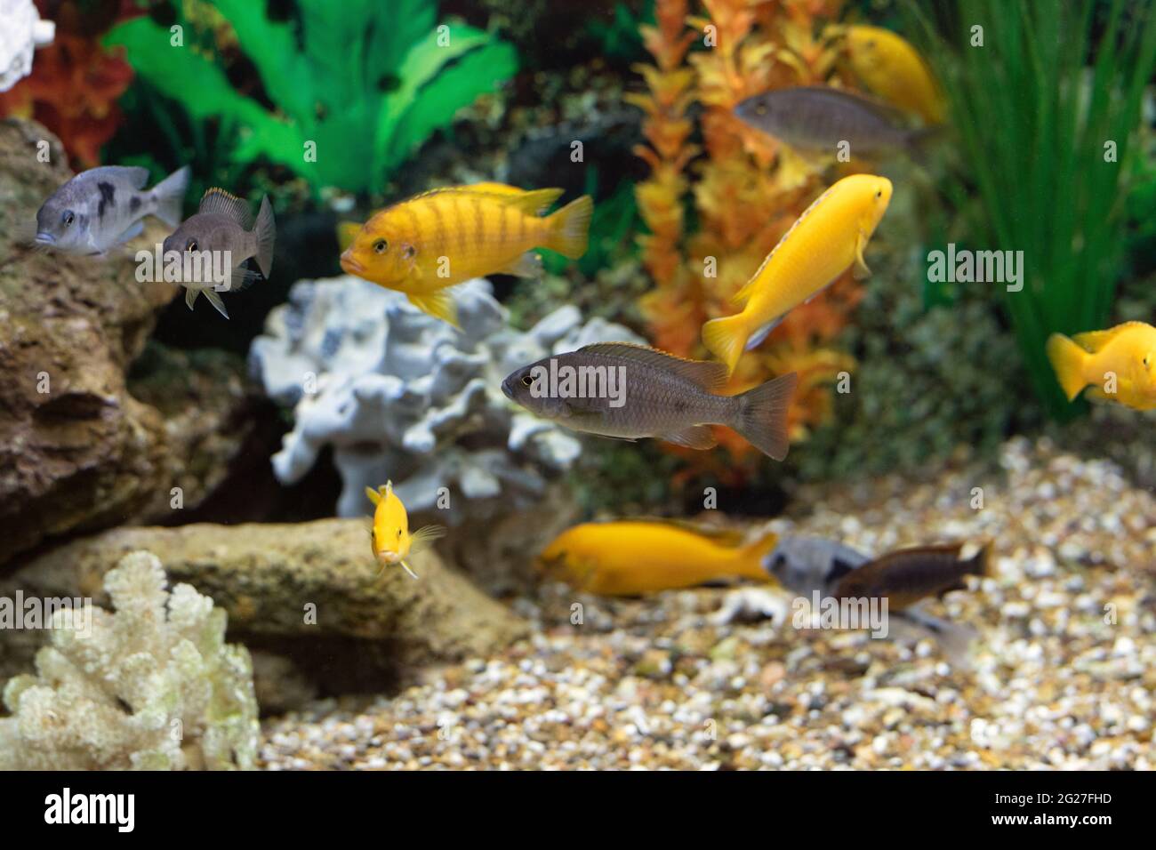 Group of Maylandia lombardoi, african fishes cichlids swimming in aquarium Stock Photo
