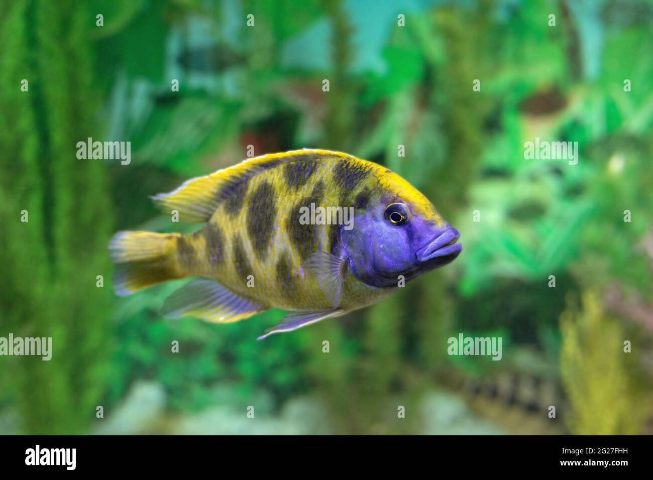 Close-up of exotics yellow blue cichlid fish swimming towards on blurry natural background. Communication with pet or favorite aquarium fish. Stock Photo