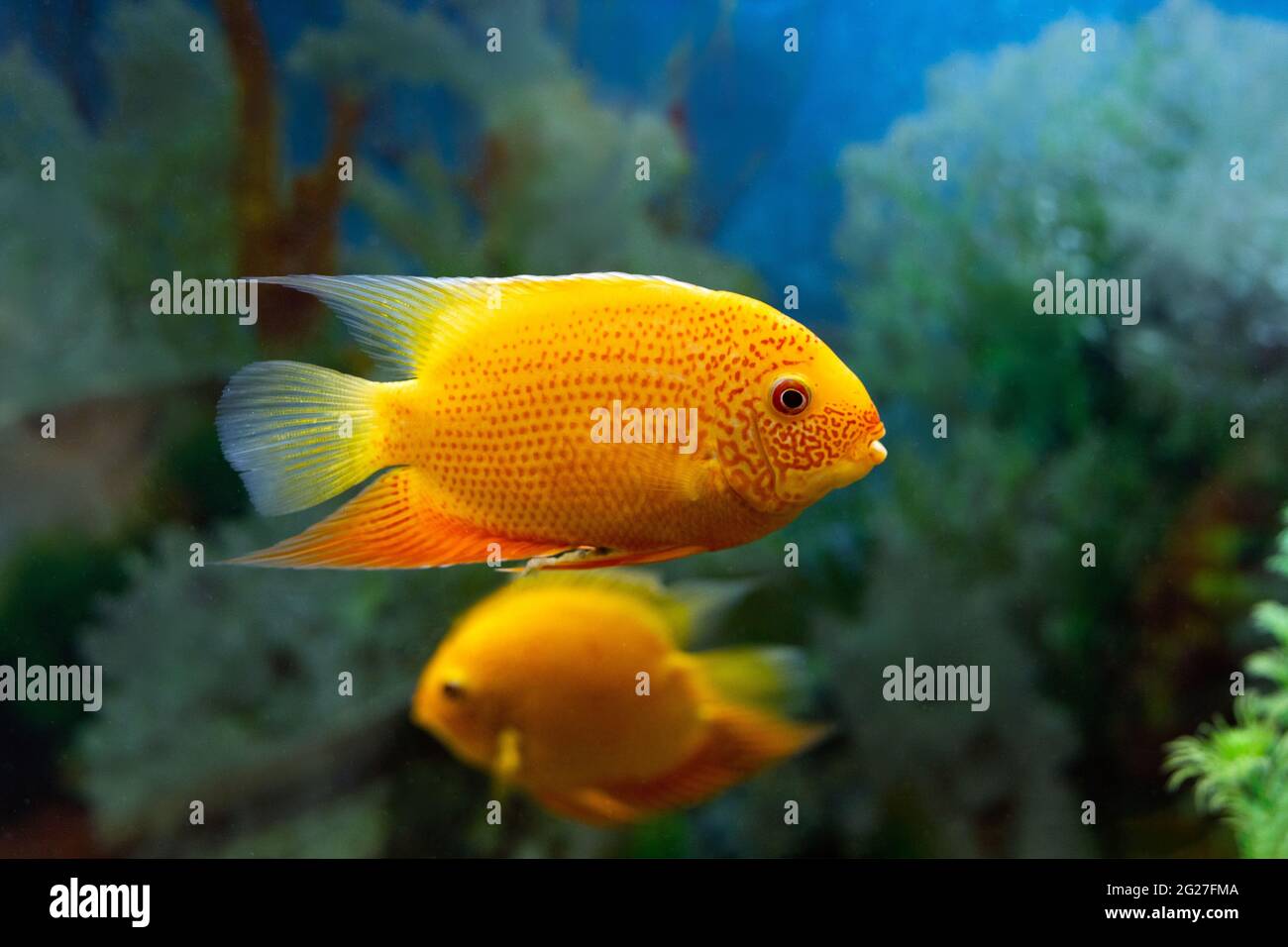 Heros severus or Cichlasoma severum Red perl in aquarium on blurred background. Underwater image of tropical fish Stock Photo
