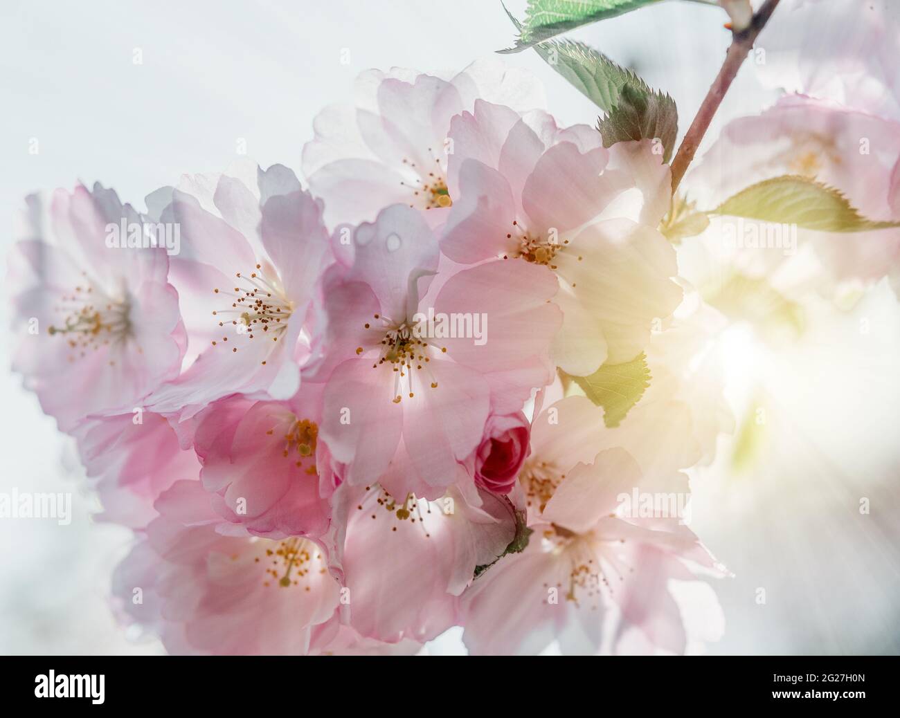 Cherry blossoms in full bloom Stock Photo - Alamy