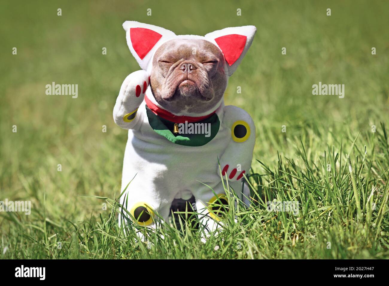 Lilac French Bulldog dog dressed up with traditional Japanese so called 'Maneki Neko' winking lucky cat Halloween costume with one fake arm raised Stock Photo