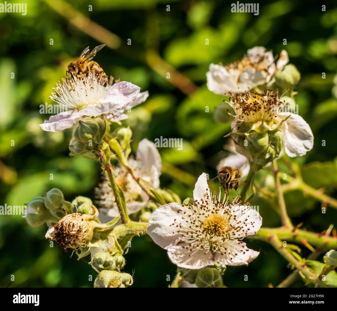 Mason Bees pollinating blackberry flowers in the spring on Vancouver Island.  Blossoms, greenery, and bees. Stock Photo