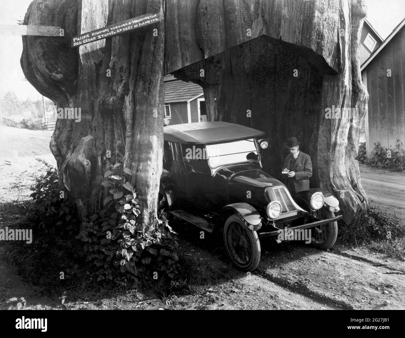 A vintage automobile parked in the tunnel of a hollow Washington red cedar, circa 1920. Stock Photo