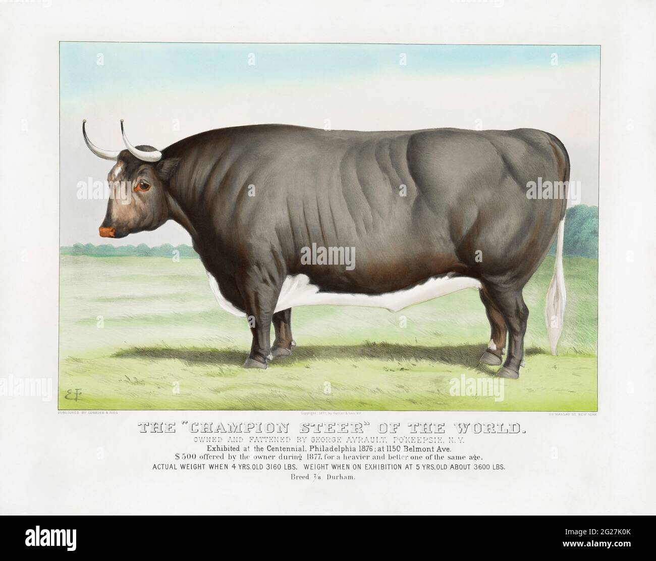 19th century U.S. agricultural print of a champion-size cattle. Stock Photo