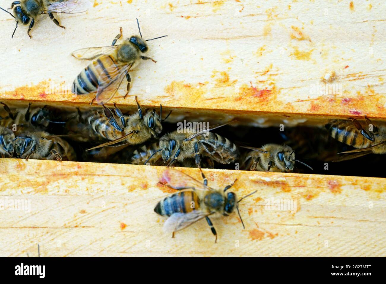 Bees between the honey frames in the beehive. Apis mellifera. Closeup