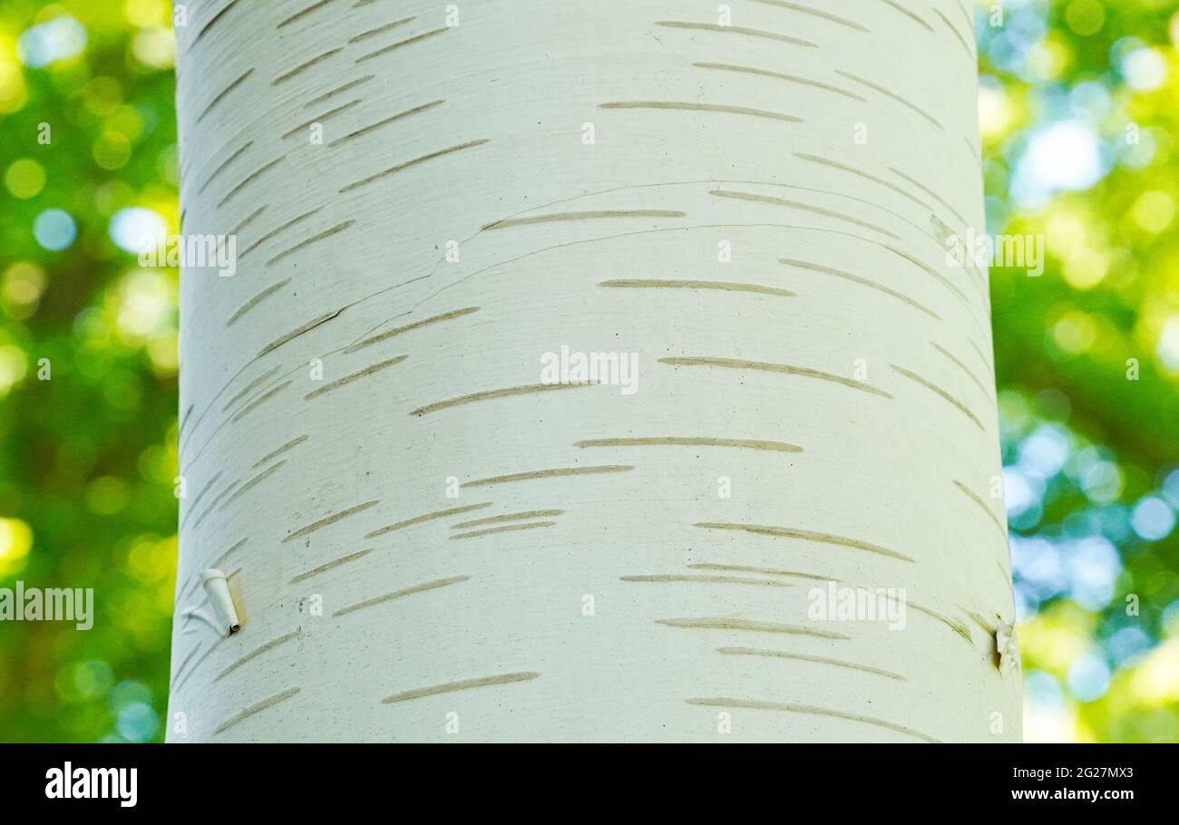Close up of the birch bark. Stock Photo