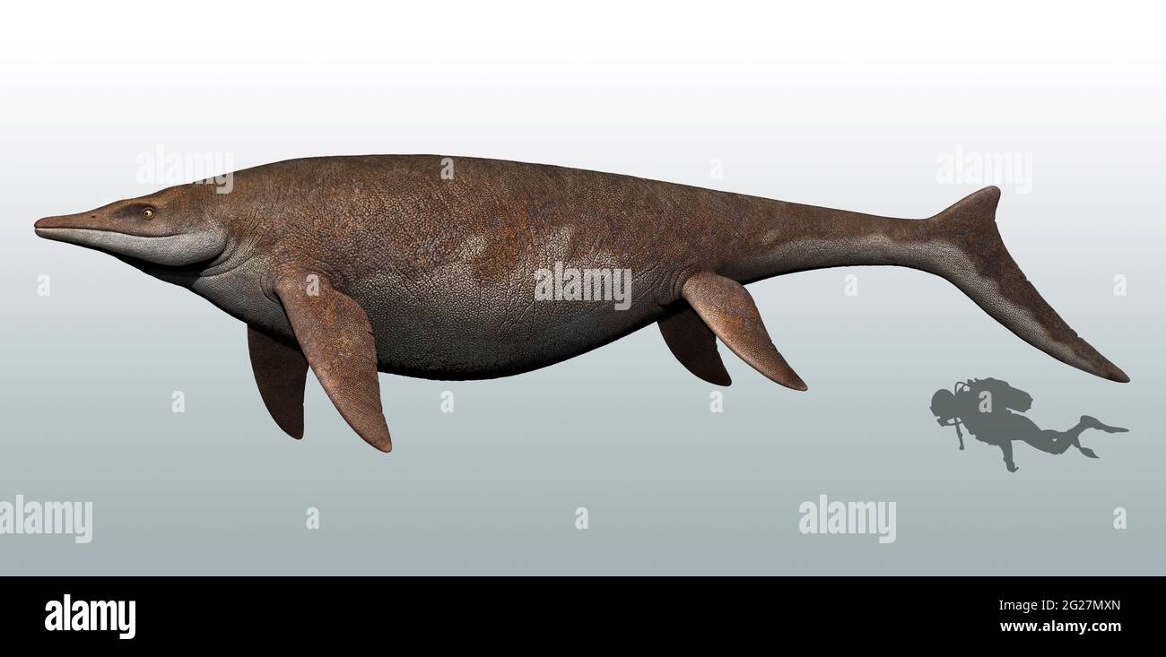 Guanlingsaurus to scale with a scuba diver for reference. Stock Photo