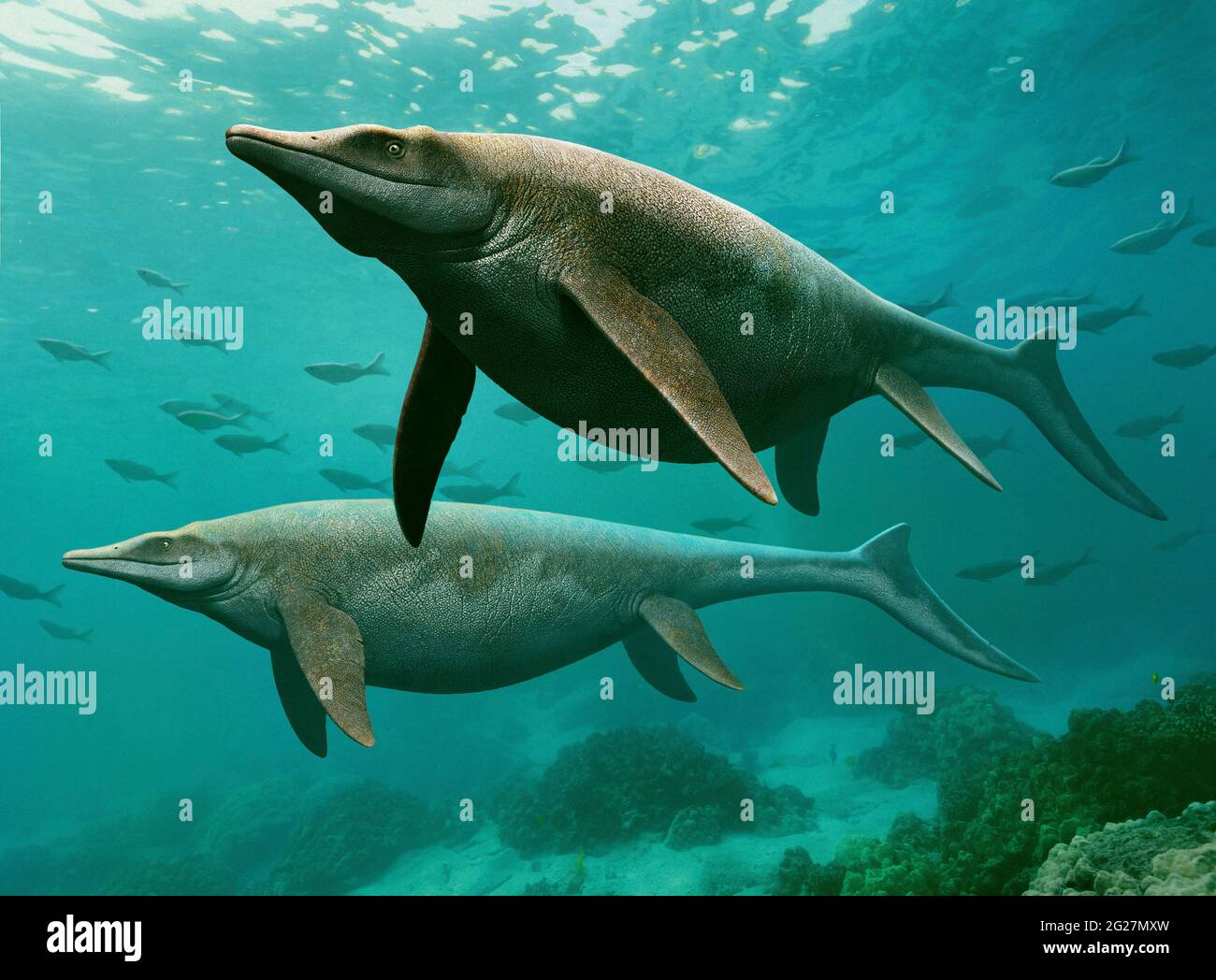 A pair of Guanlingsaurus swimming underwater. Stock Photo