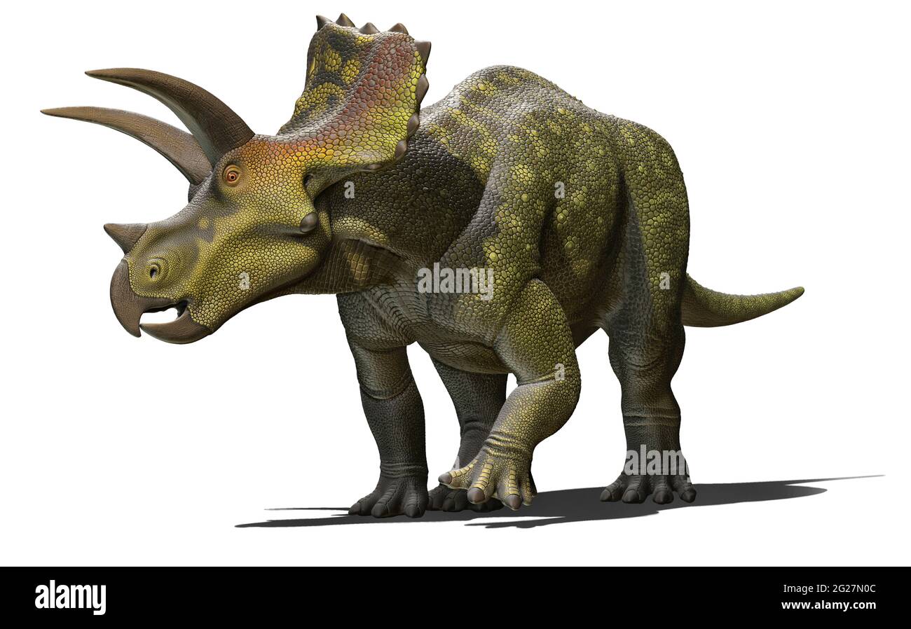 Ojoceratops dinosaur on white background. Stock Photo