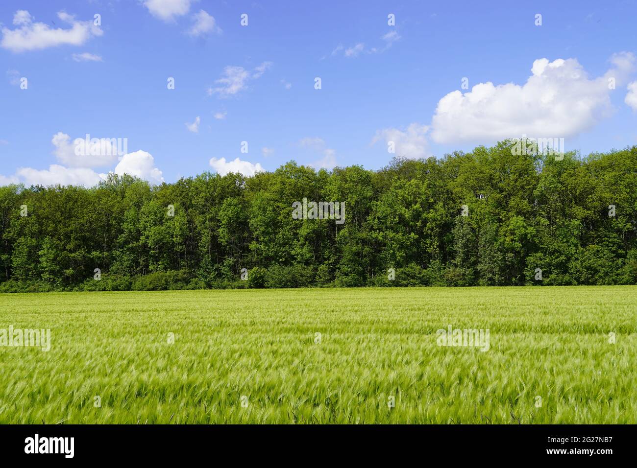 Agricultural green field sunny hi-res stock photography and images - Alamy
