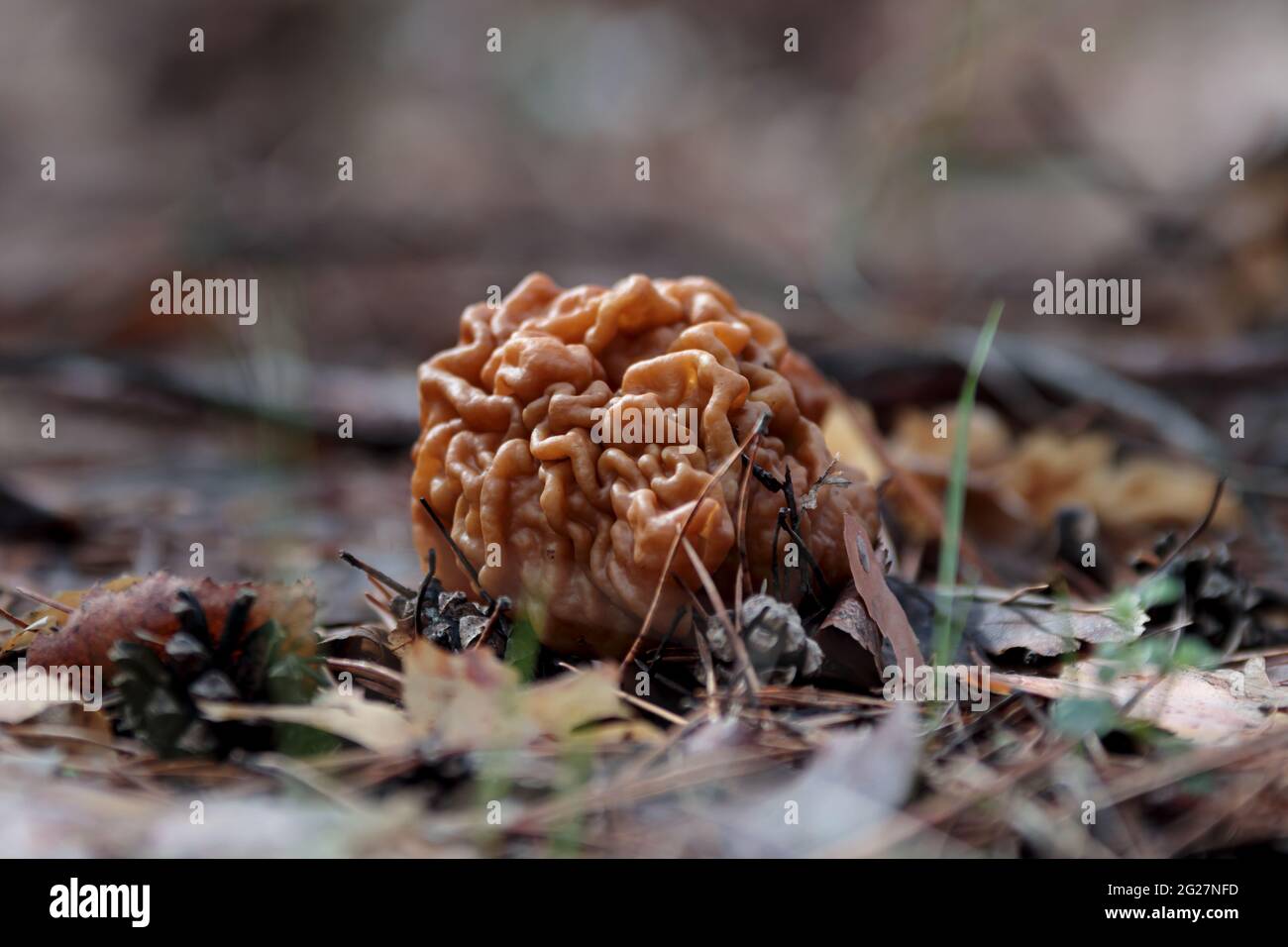 Gyromitra gigas, beautiful gyromirtra esculenta mushrooms growth