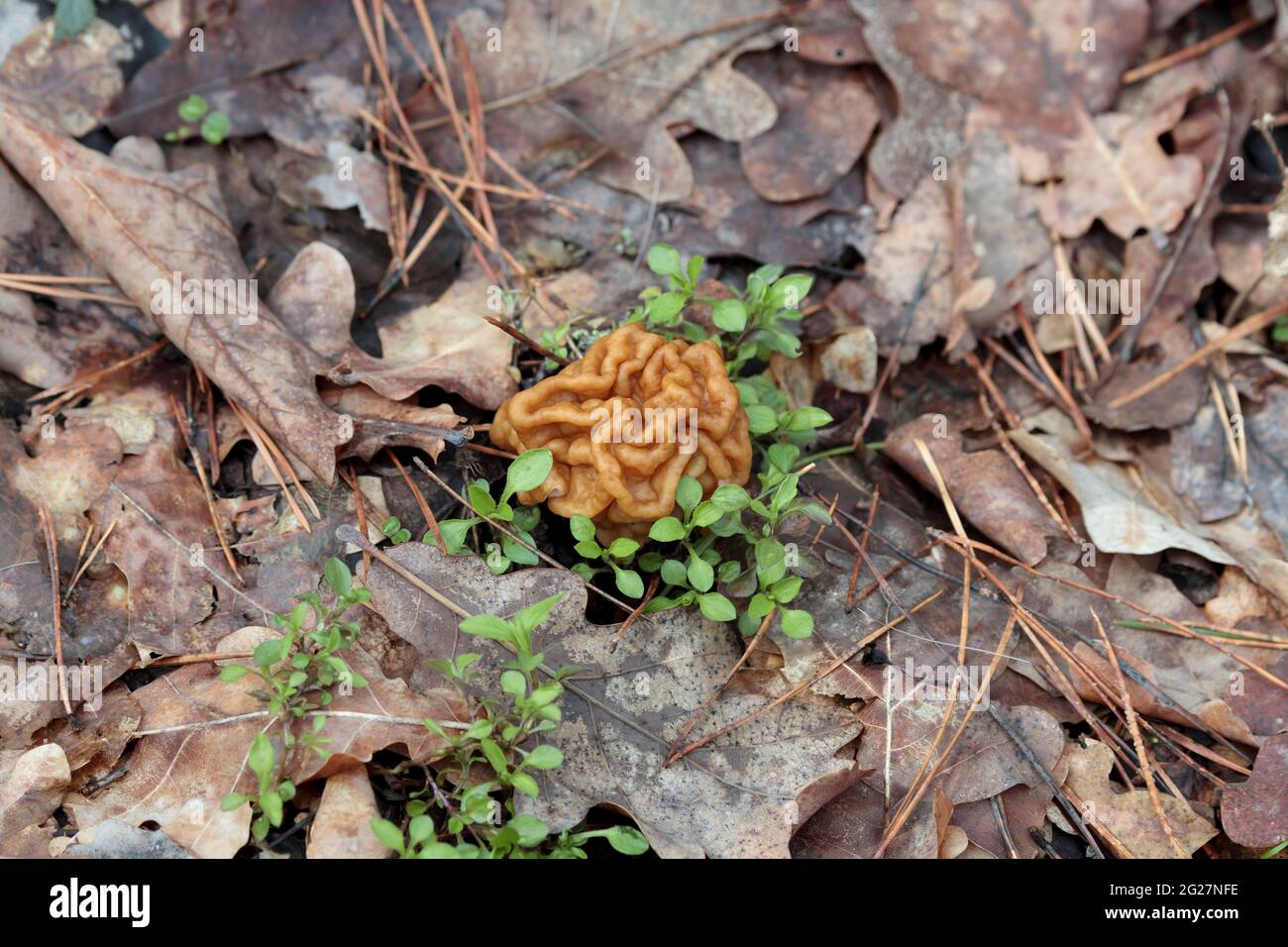 Gyromitra gigas, natural calf brain fungi. Beautiful gyromirtra esculenta mushrooms growth. Fresh and wild april bull nose mushroom in woodland. Toxic Stock Photo