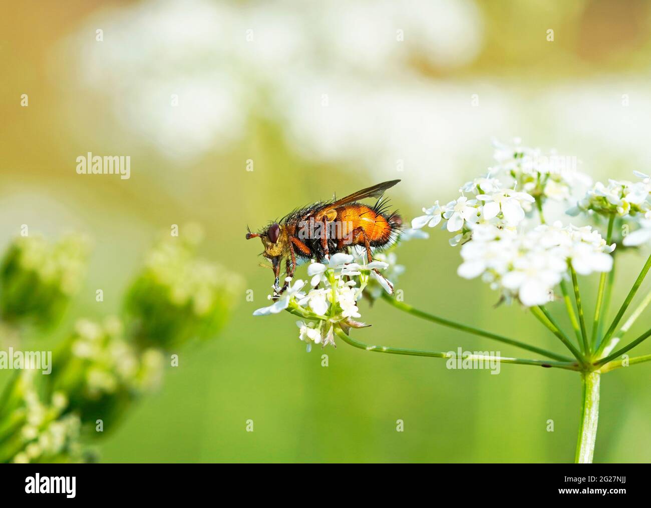 A hedgehog fly, Tachina fera, collects nectar on a flower. Insect close up with green natural background. Stock Photo