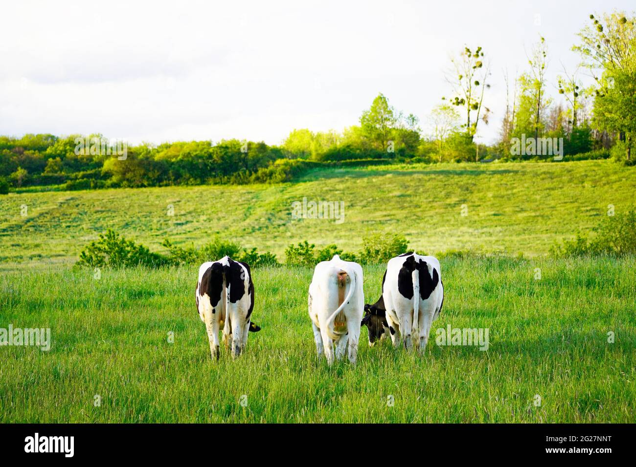 Three black and white cows grazing in a pasture. Green natural ...
