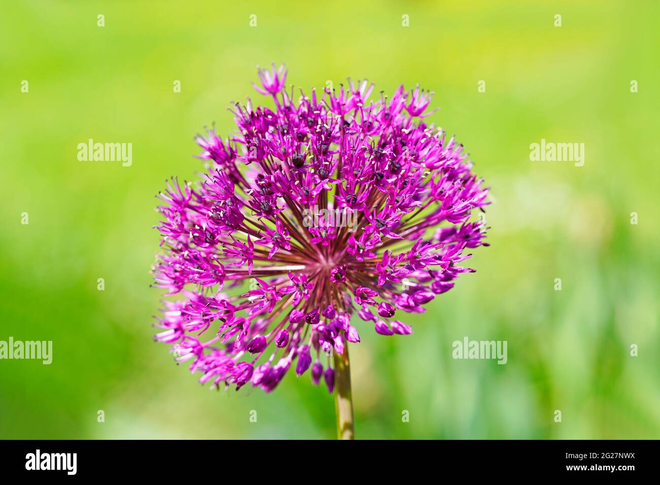 Giant onion, Allium giganteum. Close up of the plant. Pink round flower