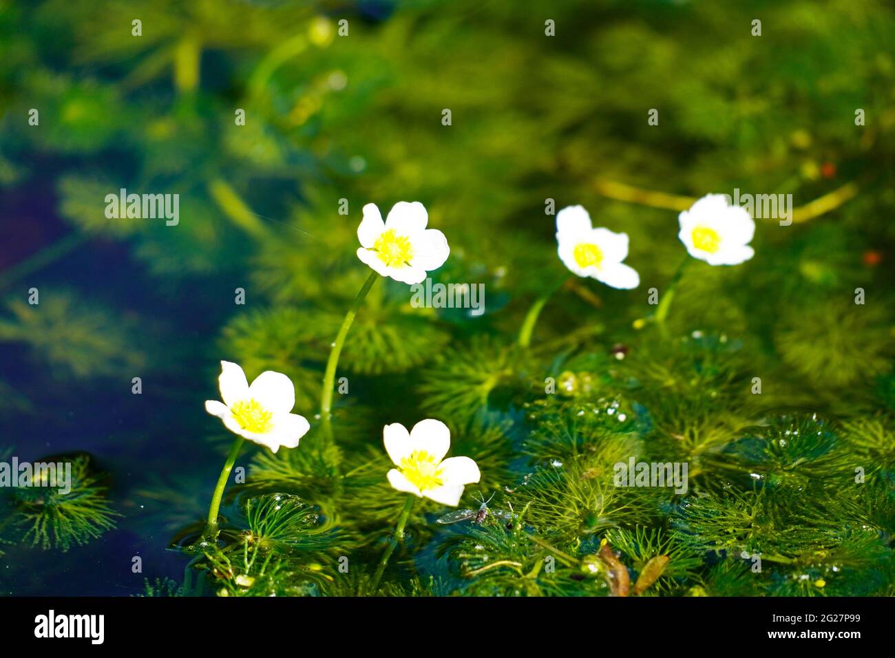 Water crowfoot on the water surface of a pond. Aquatic plant with yellow - white flowers. Ranunculus aquatilis Stock Photo