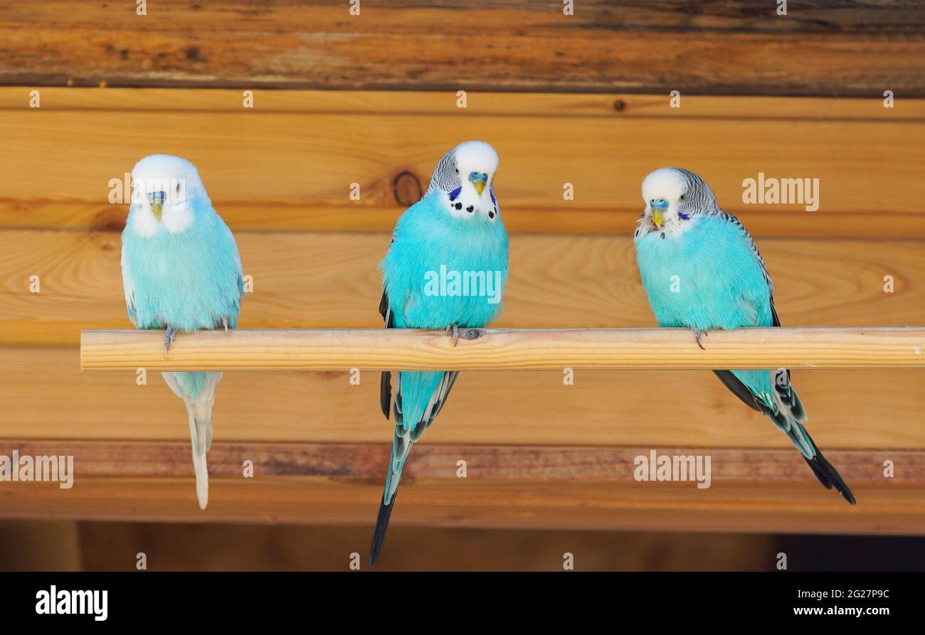 Three turquoise blue budgies are sitting on a wooden pole. Colorful plumage of birds. Wooden background. Stock Photo