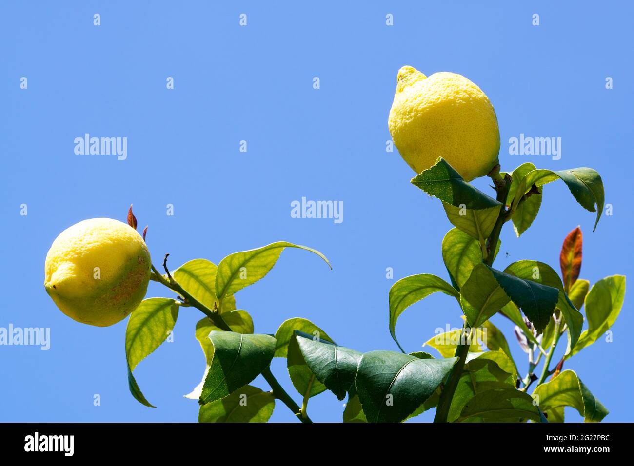 Branch of a zirtone tree with ripe fruits. Fruit tree with citrus and blue sky in the background. Stock Photo
